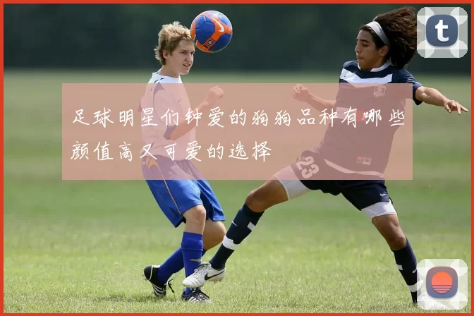 足球明星们钟爱的狗狗品种有哪些颜值高又可爱的选择