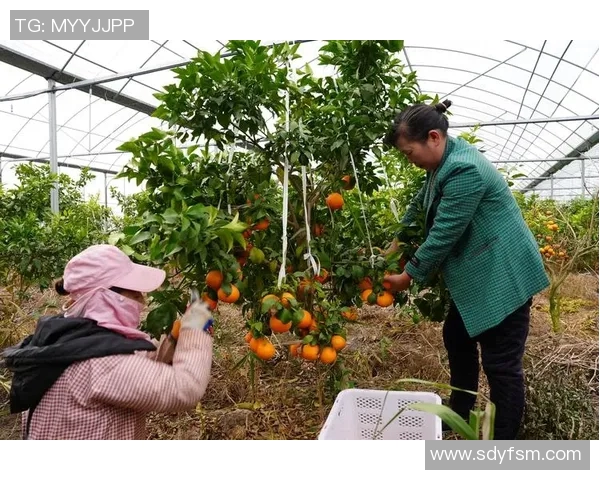 果园采摘乐趣体验，感受丰收季节的自然魅力与美好时光